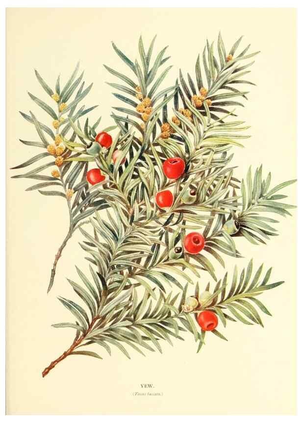 Reproducción/Reproduction 48636095332: Trees and shrubs of the British Isles;. LondonDent1909. 