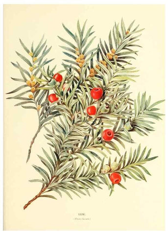 Reproducción/Reproduction 48636095332: Trees and shrubs of the British Isles;. LondonDent1909. 