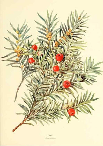 Reproducción/Reproduction 48636095332: Trees and shrubs of the British Isles;. LondonDent1909. 
