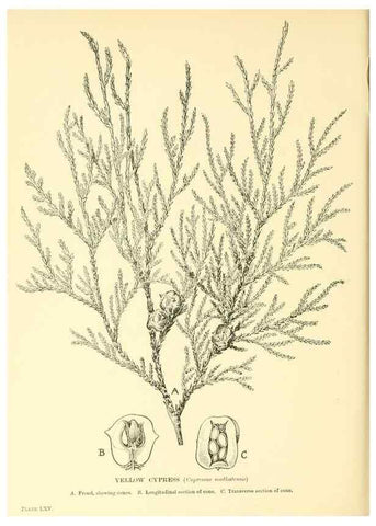 Reproducción/Reproduction 48635595393: Trees and shrubs of the British Isles;. LondonDent1909. 