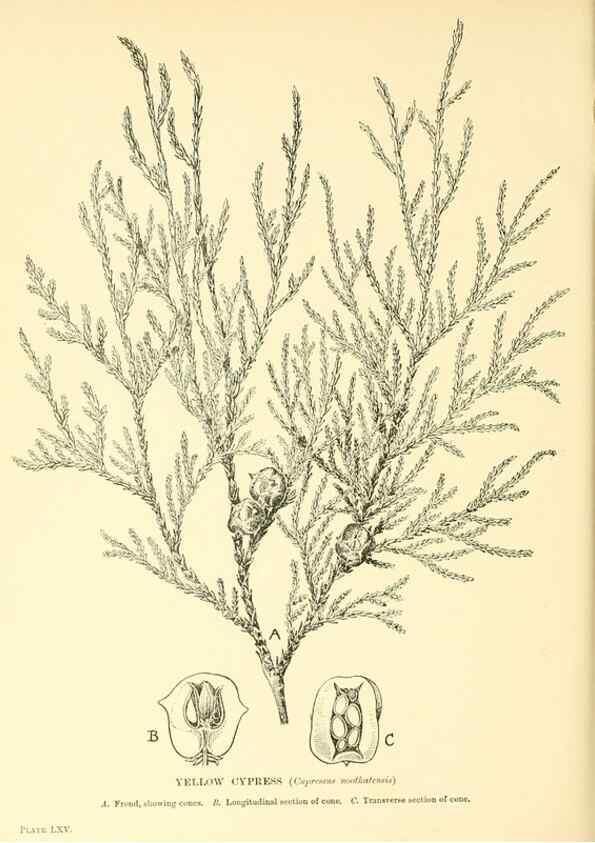 Reproducción/Reproduction 48635595393: Trees and shrubs of the British Isles;. LondonDent1909. 