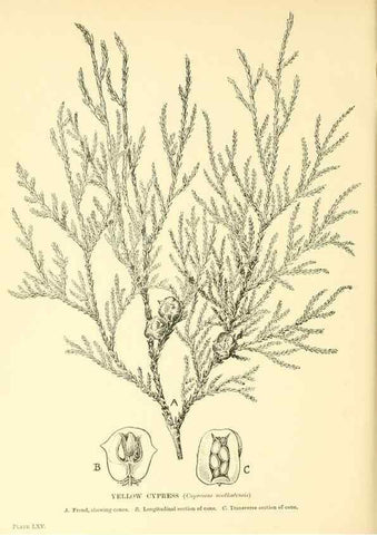 Reproducción/Reproduction 48635595393: Trees and shrubs of the British Isles;. LondonDent1909. 