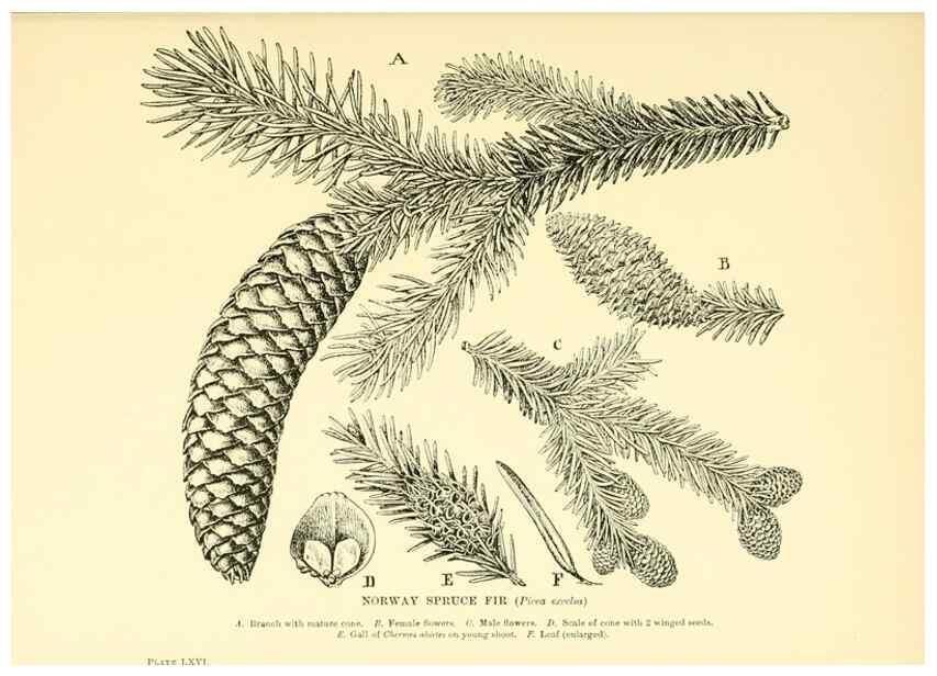 Reproducción/Reproduction 48636096012: Trees and shrubs of the British Isles;. LondonDent1909. 