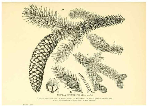 Reproducción/Reproduction 48636096012: Trees and shrubs of the British Isles;. LondonDent1909. 