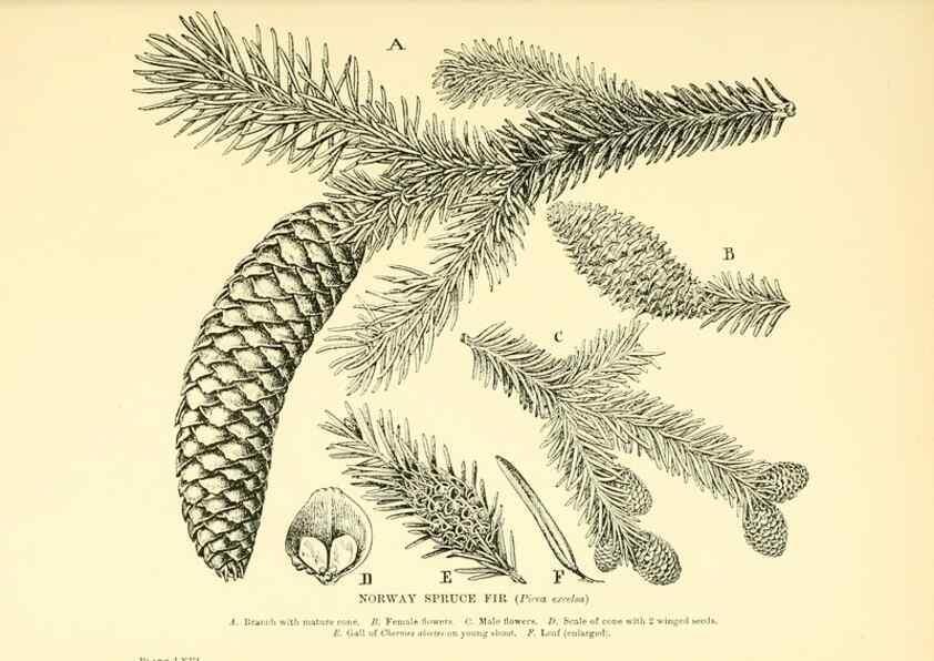 Reproducción/Reproduction 48636096012: Trees and shrubs of the British Isles;. LondonDent1909. 