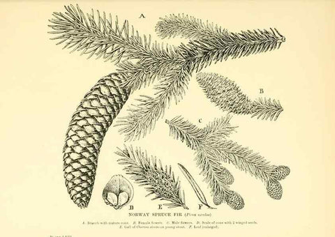 Reproducción/Reproduction 48636096012: Trees and shrubs of the British Isles;. LondonDent1909. 