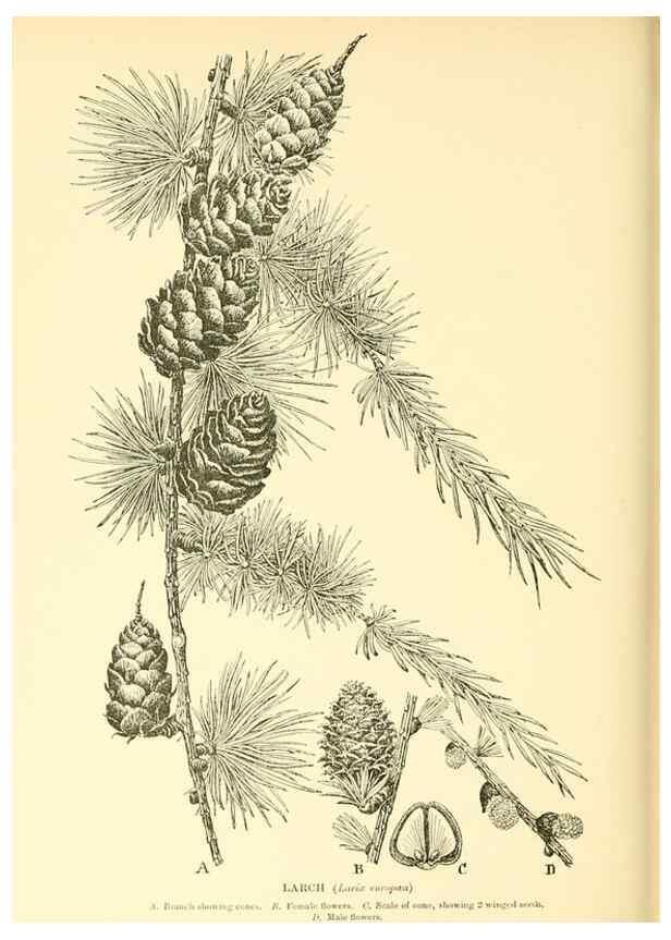 Reproducción/Reproduction 48636096357: Trees and shrubs of the British Isles;. LondonDent1909. 