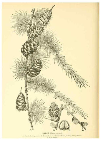 Reproducción/Reproduction 48636096357: Trees and shrubs of the British Isles;. LondonDent1909. 