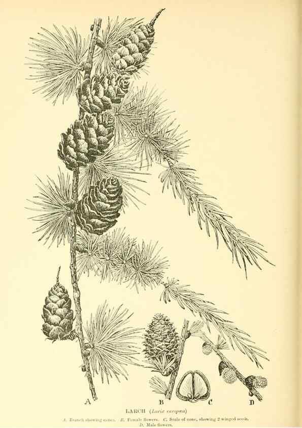 Reproducción/Reproduction 48636096357: Trees and shrubs of the British Isles;. LondonDent1909. 