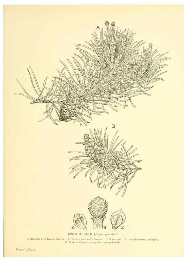 Reproducción/Reproduction 48635596363: Trees and shrubs of the British Isles;. LondonDent1909. 