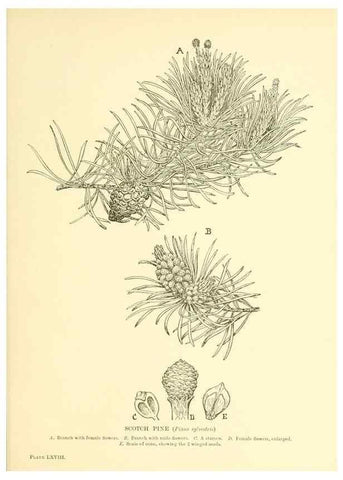 Reproducción/Reproduction 48635596363: Trees and shrubs of the British Isles;. LondonDent1909. 