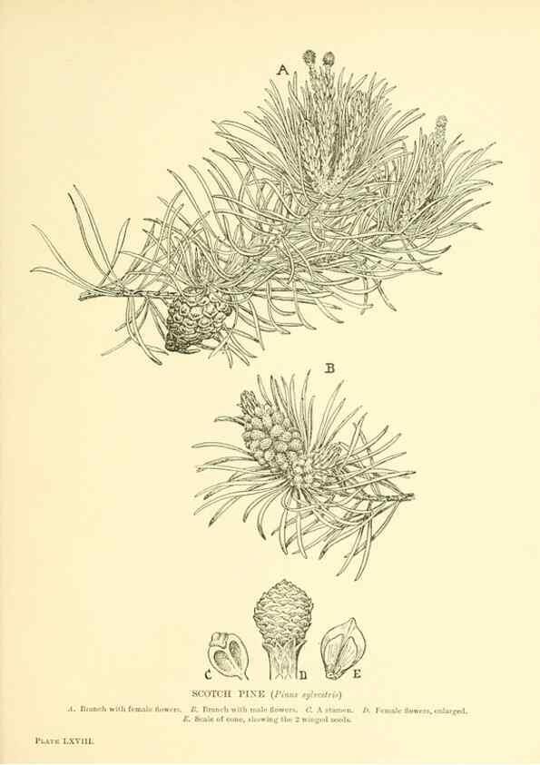 Reproducción/Reproduction 48635596363: Trees and shrubs of the British Isles;. LondonDent1909. 