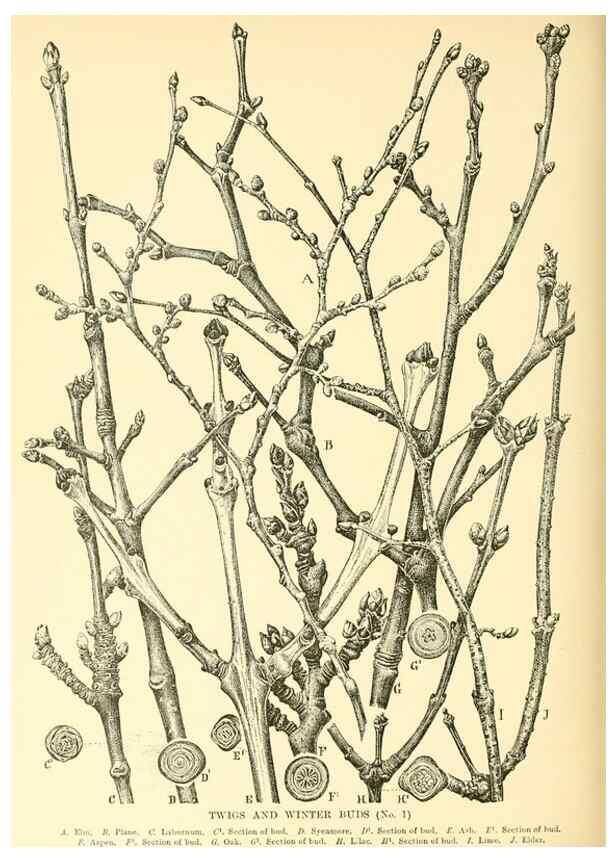 Reproducción/Reproduction 48635953941: Trees and shrubs of the British Isles;. LondonDent1909. 