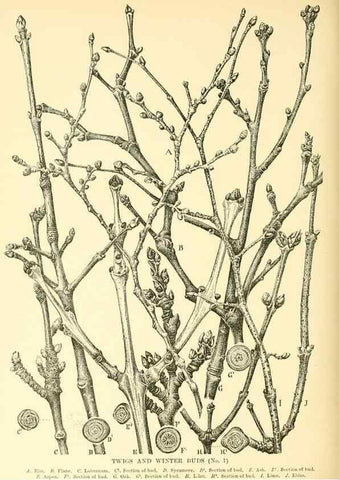 Reproducción/Reproduction 48635953941: Trees and shrubs of the British Isles;. LondonDent1909. 