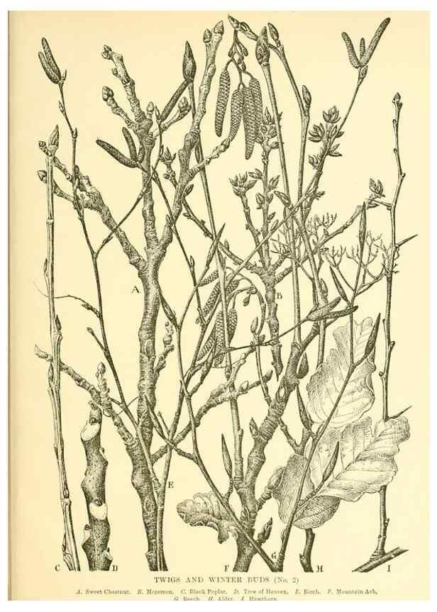 Reproducción/Reproduction 48635597168: Trees and shrubs of the British Isles;. LondonDent1909. 