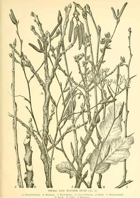 Reproducción/Reproduction 48635597168: Trees and shrubs of the British Isles;. LondonDent1909. 