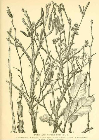 Reproducción/Reproduction 48635597168: Trees and shrubs of the British Isles;. LondonDent1909. 