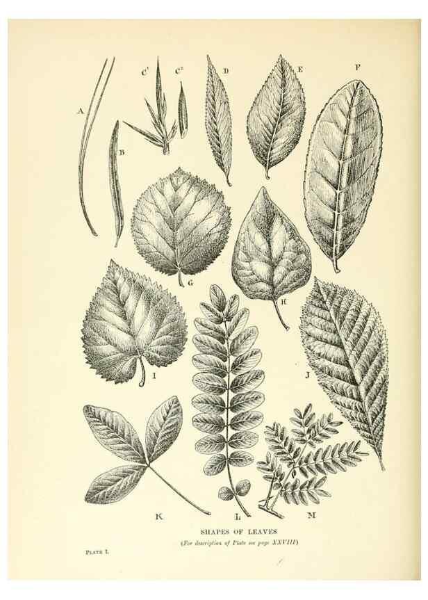 Reproducción/Reproduction 48636173082: Trees and shrubs of the British Isles;. LondonDent1909. 
