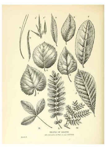 Reproducción/Reproduction 48636173082: Trees and shrubs of the British Isles;. LondonDent1909. 