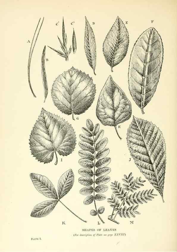 Reproducción/Reproduction 48636173082: Trees and shrubs of the British Isles;. LondonDent1909. 