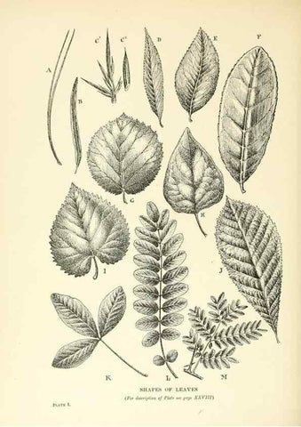 Reproducción/Reproduction 48636173082: Trees and shrubs of the British Isles;. LondonDent1909. 