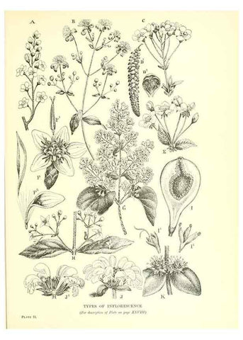 Reproducción/Reproduction 48636030166: Trees and shrubs of the British Isles;. LondonDent1909. 