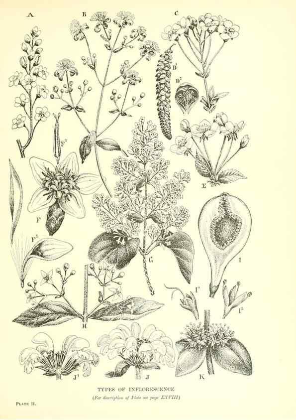 Reproducción/Reproduction 48636030166: Trees and shrubs of the British Isles;. LondonDent1909. 