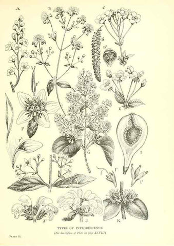 Reproducción/Reproduction 48636030166: Trees and shrubs of the British Isles;. LondonDent1909. 