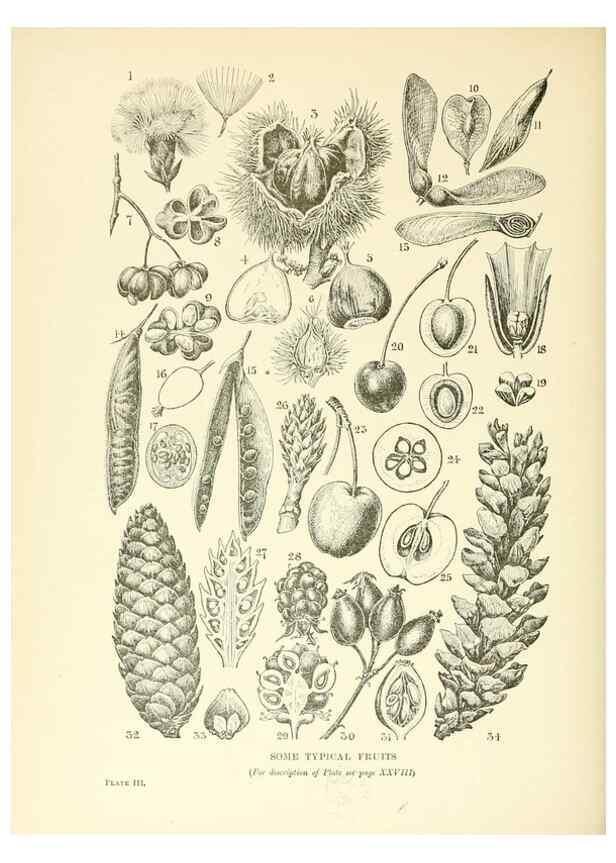 Reproducción/Reproduction 48636030421: Trees and shrubs of the British Isles;. LondonDent1909. 