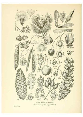 Reproducción/Reproduction 48636030421: Trees and shrubs of the British Isles;. LondonDent1909. 