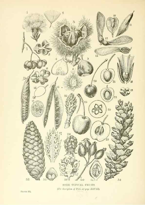 Reproducción/Reproduction 48636030421: Trees and shrubs of the British Isles;. LondonDent1909. 