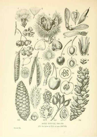 Reproducción/Reproduction 48636030421: Trees and shrubs of the British Isles;. LondonDent1909. 