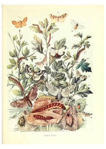 Reproducción/Reproduction 48636030631: Trees and shrubs of the British Isles;. LondonDent1909. 
