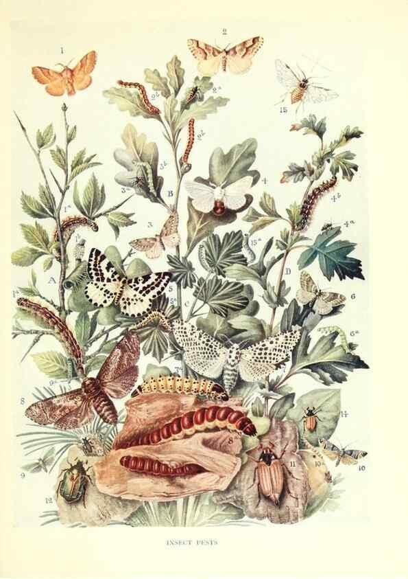 Reproducción/Reproduction 48636030631: Trees and shrubs of the British Isles;. LondonDent1909. 
