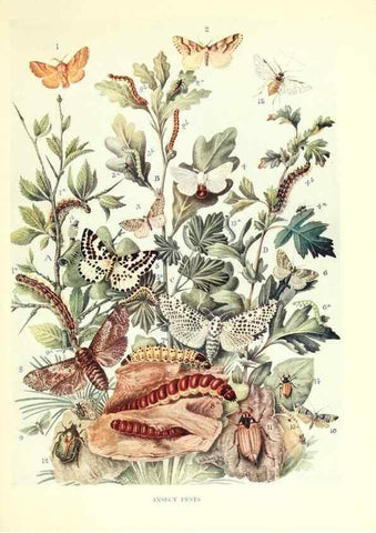 Reproducción/Reproduction 48636030631: Trees and shrubs of the British Isles;. LondonDent1909. 