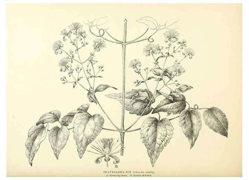Reproducción/Reproduction 48636031006: Trees and shrubs of the British Isles;. LondonDent1909. 