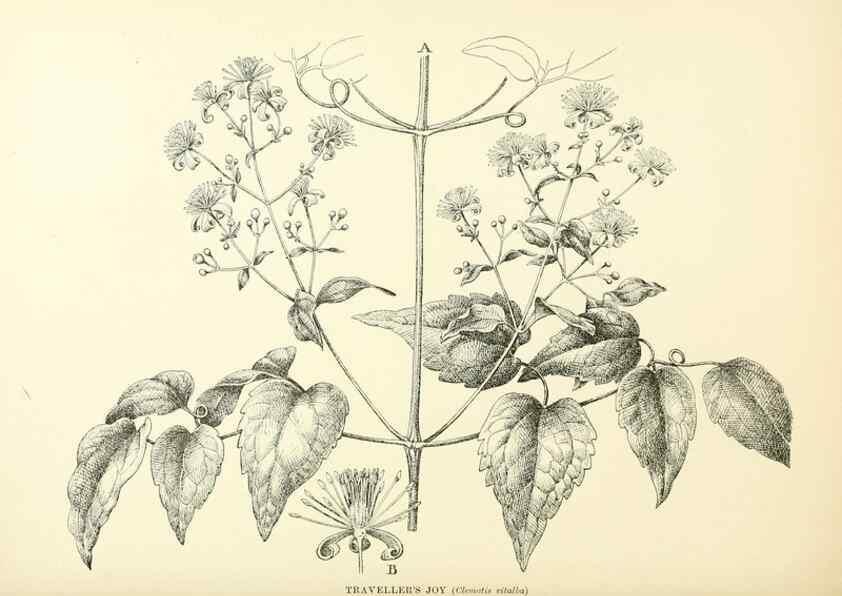Reproducción/Reproduction 48636031006: Trees and shrubs of the British Isles;. LondonDent1909. 