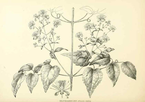 Reproducción/Reproduction 48636031006: Trees and shrubs of the British Isles;. LondonDent1909. 