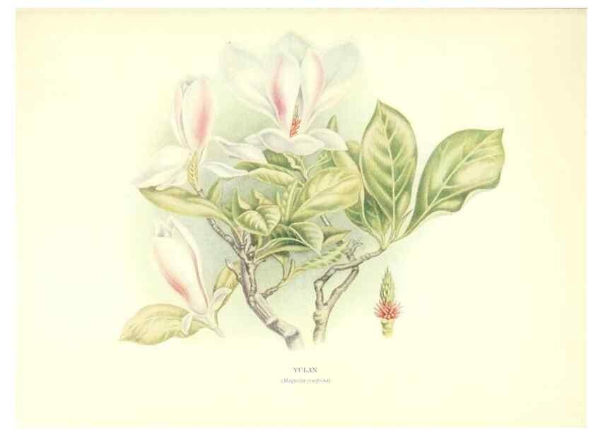 Reproducción/Reproduction 48635672933: Trees and shrubs of the British Isles;. LondonDent1909. 