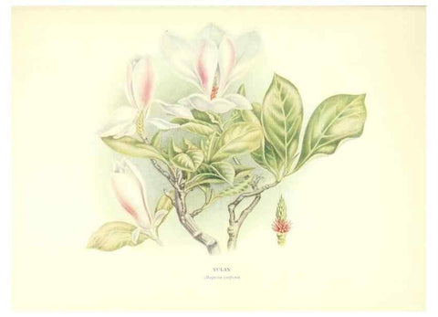 Reproducción/Reproduction 48635672933: Trees and shrubs of the British Isles;. LondonDent1909. 