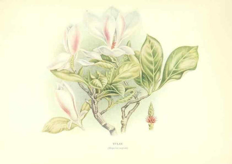 Reproducción/Reproduction 48635672933: Trees and shrubs of the British Isles;. LondonDent1909. 