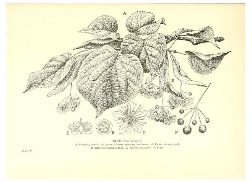 Reproducción/Reproduction 48635673148: Trees and shrubs of the British Isles;. LondonDent1909. 