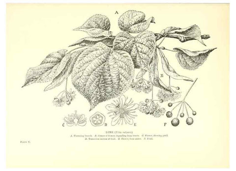 Reproducción/Reproduction 48635673148: Trees and shrubs of the British Isles;. LondonDent1909. 