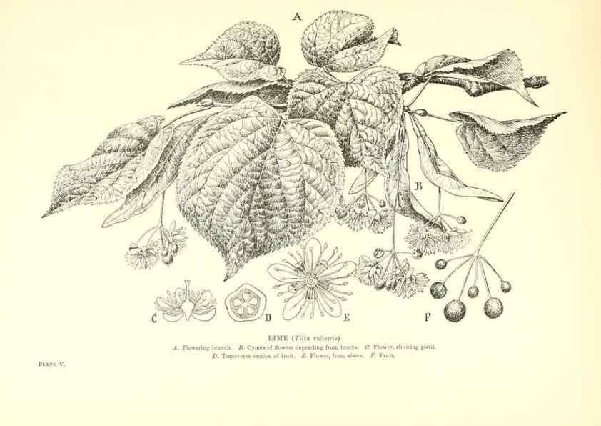 Reproducción/Reproduction 48635673148: Trees and shrubs of the British Isles;. LondonDent1909. 