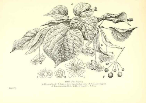 Reproducción/Reproduction 48635673148: Trees and shrubs of the British Isles;. LondonDent1909. 