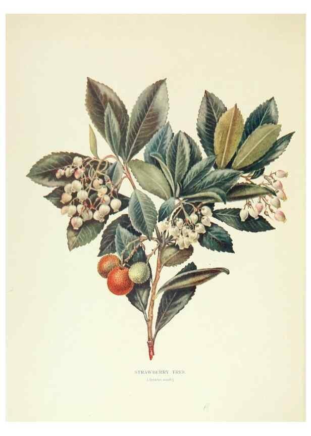 Reproducción/Reproduction 48636172802: Trees and shrubs of the British Isles;. LondonDent1909. 