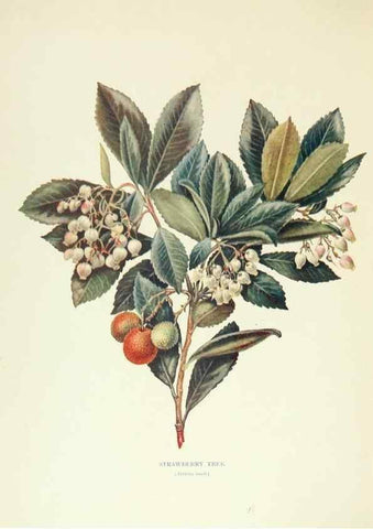 Reproducción/Reproduction 48636172802: Trees and shrubs of the British Isles;. LondonDent1909. 