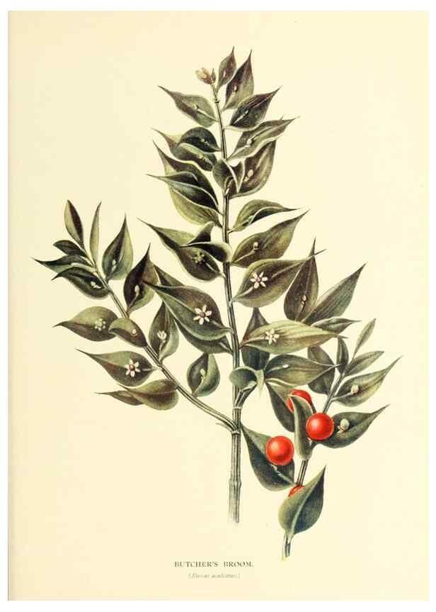 Reproducción/Reproduction 48635594453: Trees and shrubs of the British Isles;. LondonDent1909. 
