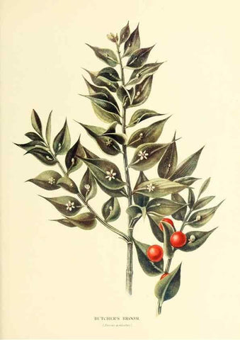 Reproducción/Reproduction 48635594453: Trees and shrubs of the British Isles;. LondonDent1909. 