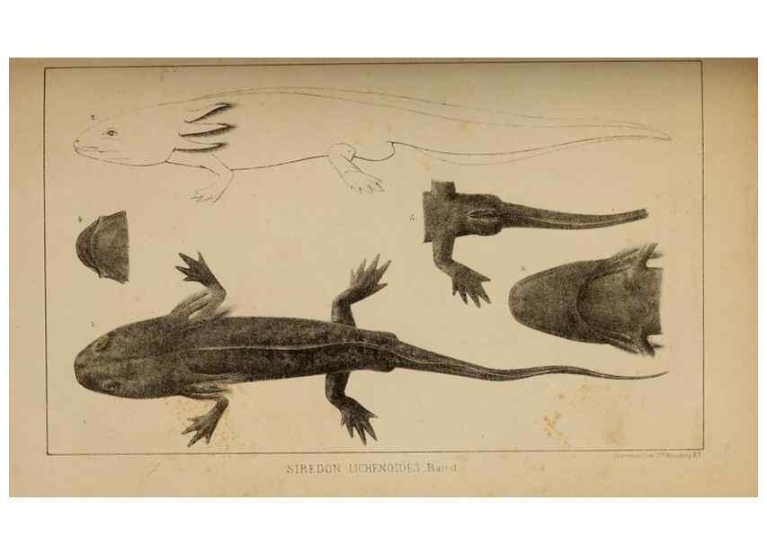 Reproducción/Reproduction 48636570977: Exploration and survey of the valley of the Great Salt Lake of Utah, including a reconnoissance of a new route through the Rocky Mountains.. Philadelphia :Lippincott, Grambo & Co.,1852.. 